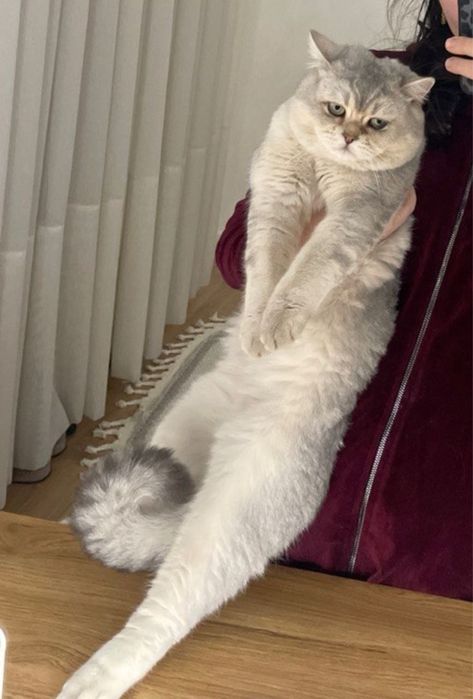 Вязка ! Кот серебрестая Шиншилла. Вязкага киз мушук таклиф киламиз