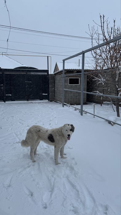 Қарайтын адам болмай тұр