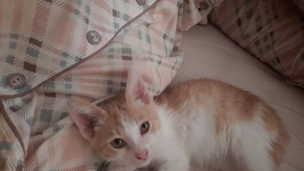 Котенок в хорошие руки