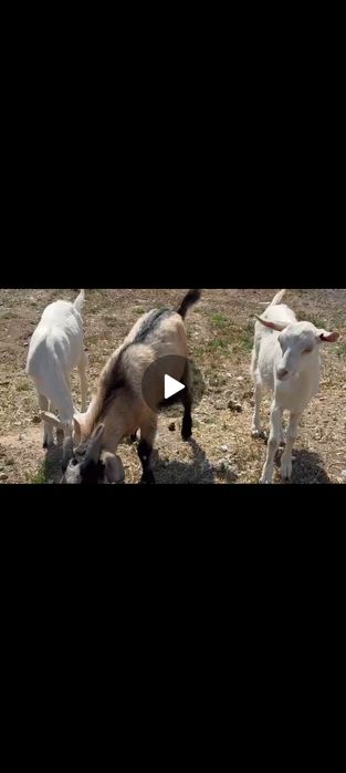 Ешкі занин бес айлык