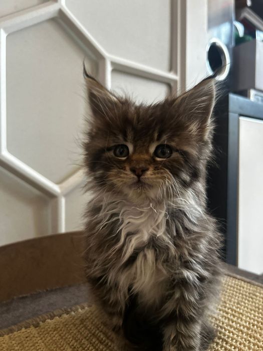 Мейкуны продаются