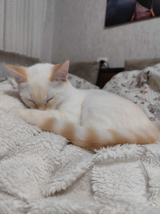 Отдам котика. Возраст один годик