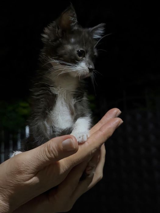 Отдам котят в хорошие руки!