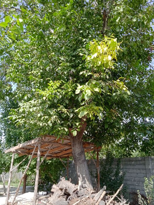 Yong'oq daraxti sotiladi