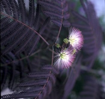 Albitia (Summer Chocolate )