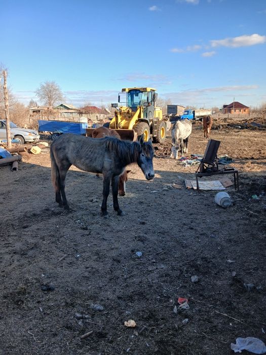 Кабылка два года