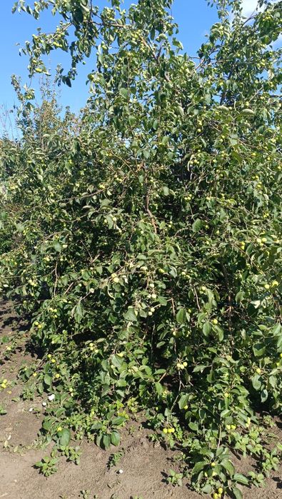 Продам Дачу Со Геолог