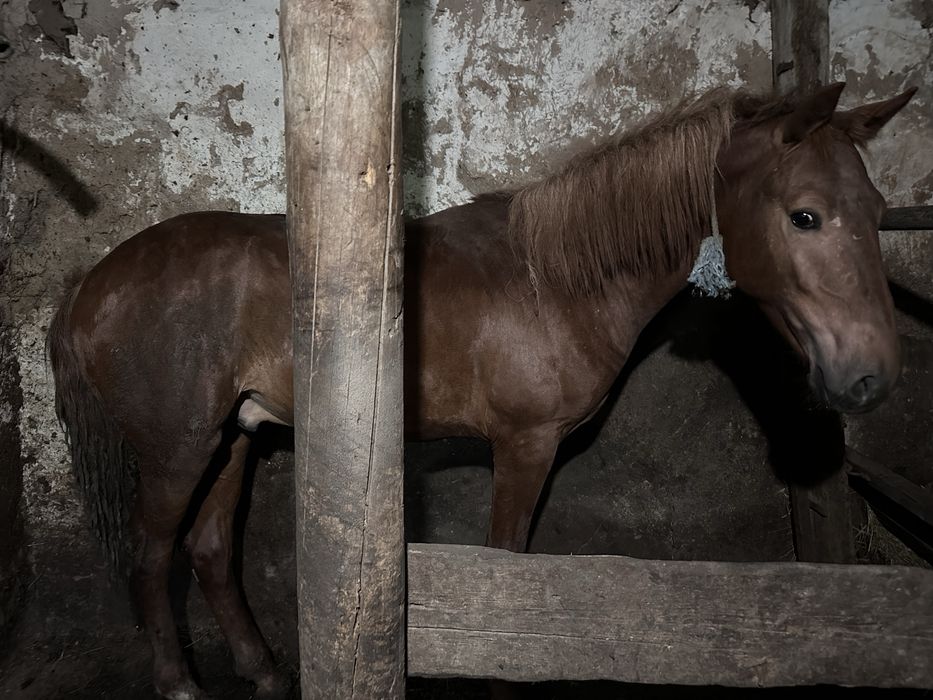 Продается тай