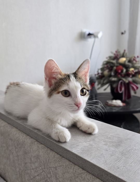 Отдам котенка (девочка) в добрые руки