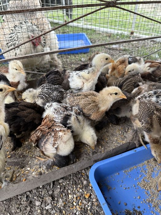 Продается цыплята брамма