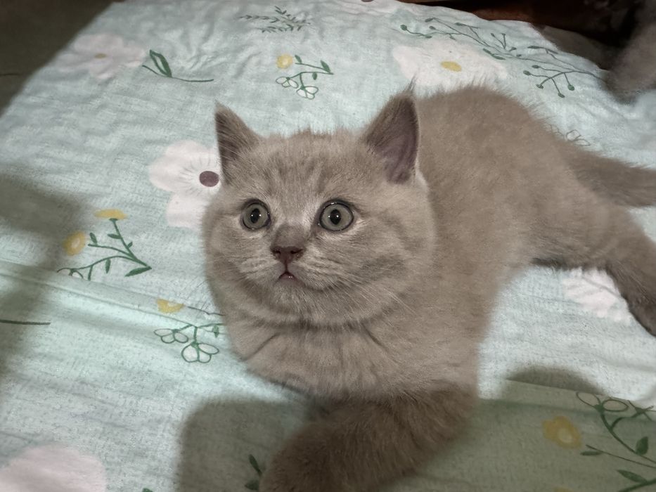 Кошки Шотландский скотиш страйт фолд Zoti toza успейте осталась 1