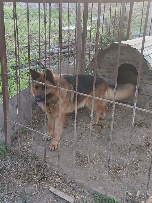 Чистый немец,продам.