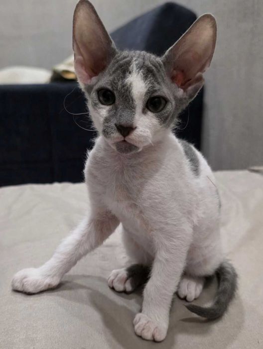 Котенок сфинкс краткошерстый