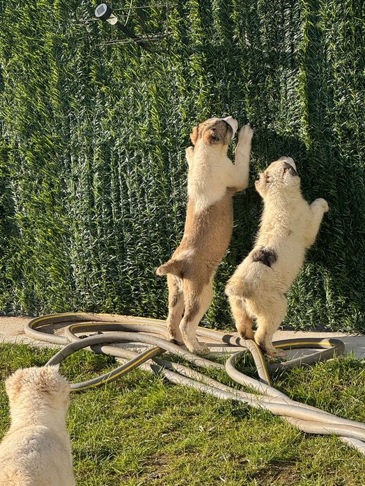 Продавам кученца алабай на 66 дни!готови за нови стопани!