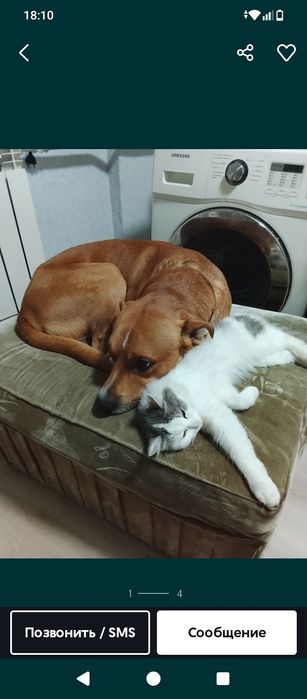 Отдам кота в добрые руки