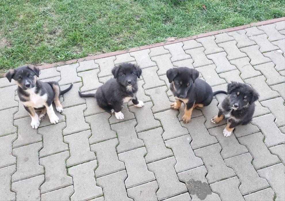 Au mai rămas 4 grămăjoare de dulceață care își caută căsuța lor!