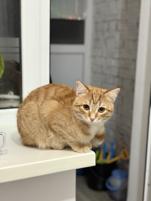 Отдам даром кота 6,7 лет