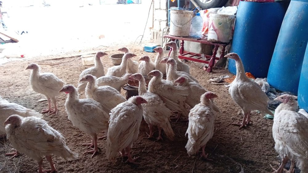 Индюки пароды хайбрид 10000тг