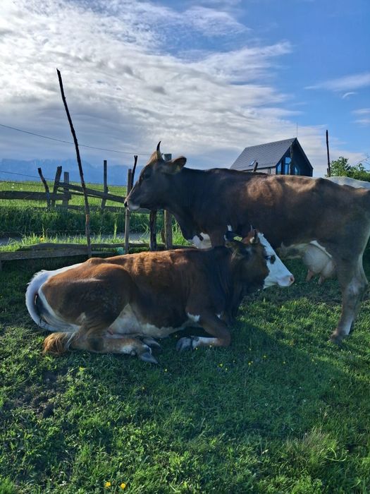 Vaca de vanzare  vaca