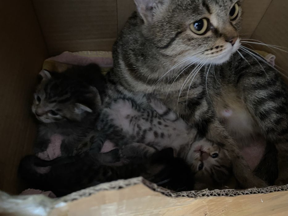 Продам котят британки