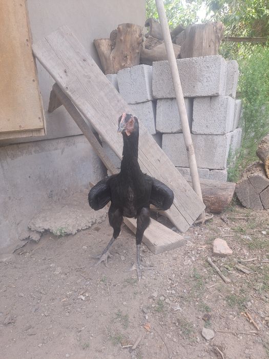 Дакан, бойцовые цыплята, миксы