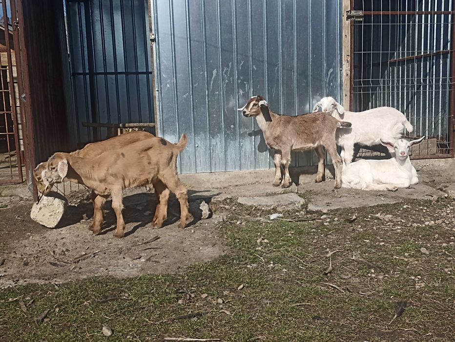 Disponibil iezi metis sannem și anglonubian