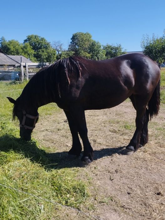 Mânza de 1 an și 10 luni