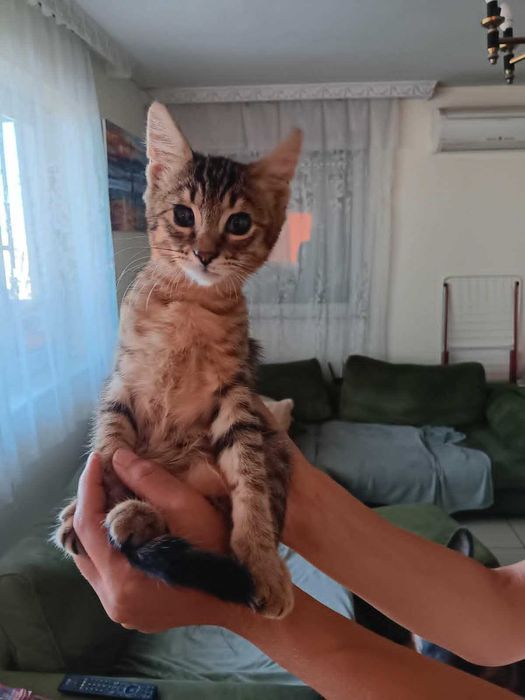 Котенца на 4 месеца търсят дом