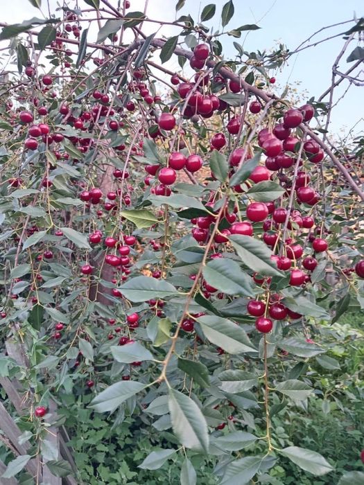 Продается дом на Восточном 4 дачи