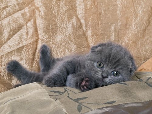 Шикарные шотландские котята