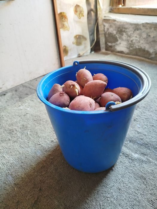Продам семенной картофель,