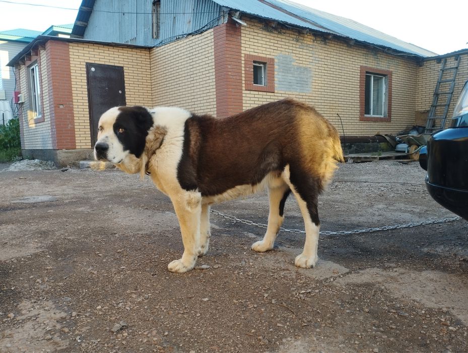 Вяска Кобель Алабай