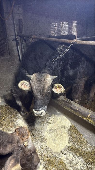 Быки, КРС, коровы