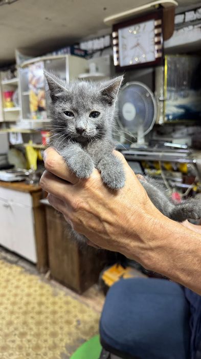 Ищет дом котеночек