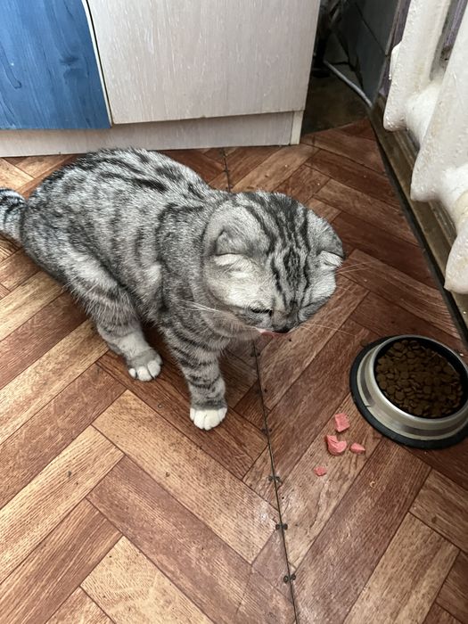 Продается Вислоухая кошка