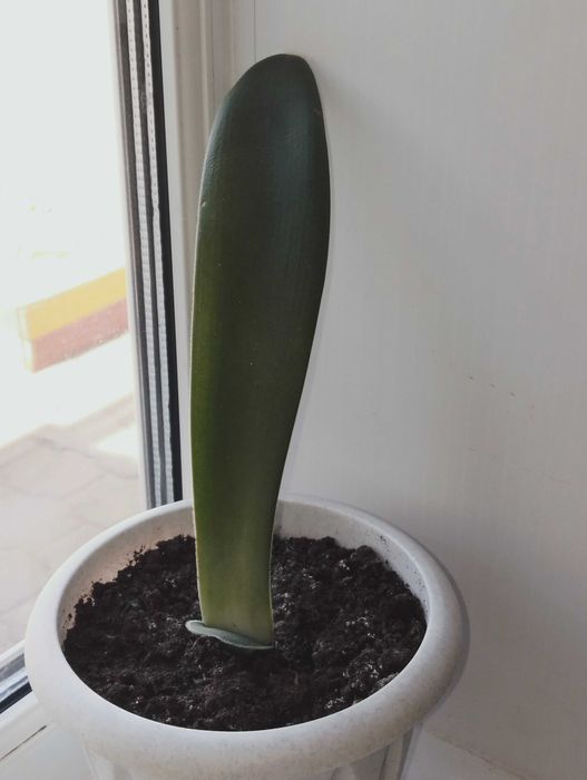 Цветы комнатные разные