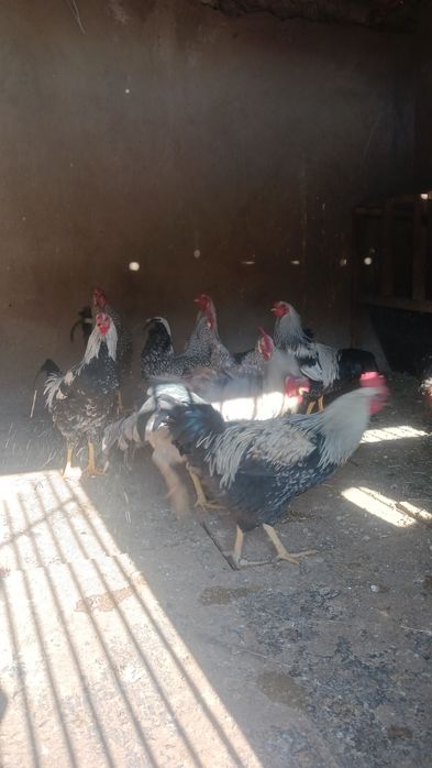 Қораздар сатылады