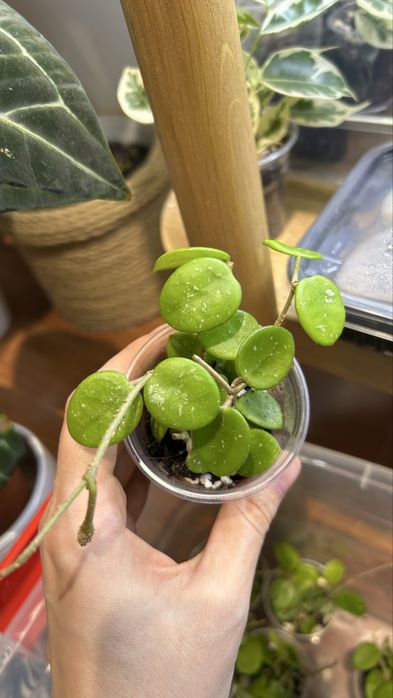 Хойя матильда хойа