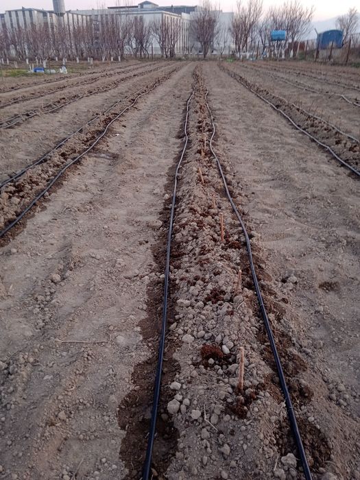 Tomchilab sugorish palifka xizmati