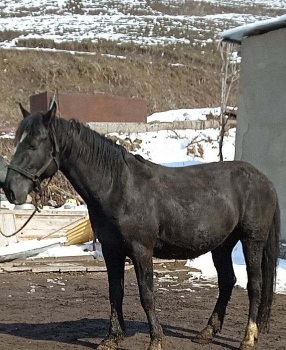 Продаётся жеребец пять лет