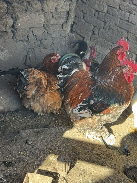 Продавам  животни.