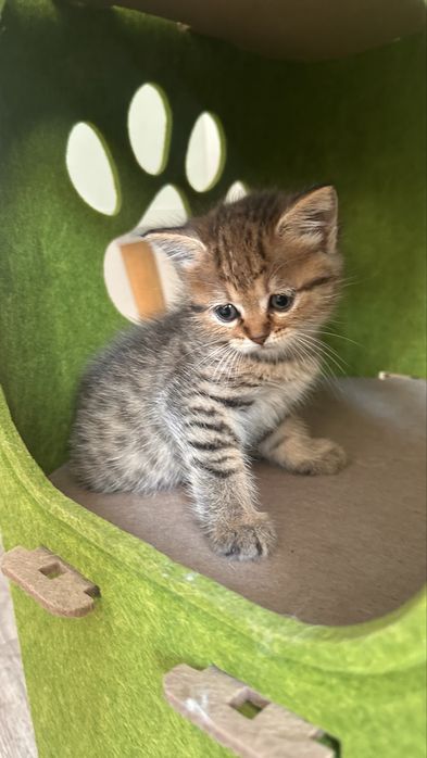 Котятки ищую новый дом