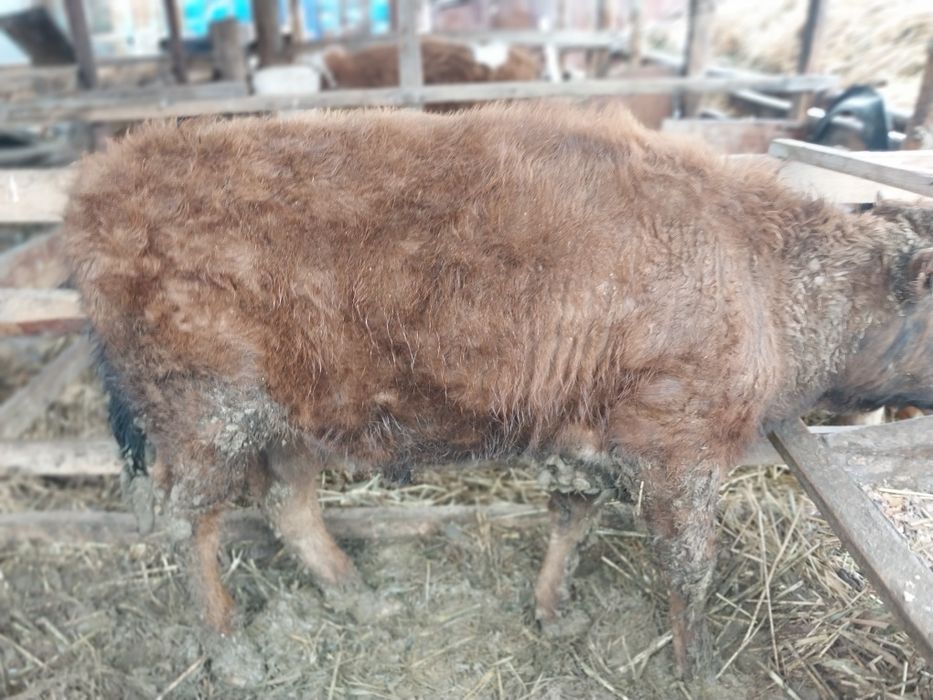 Семіз баспақтар сатылады