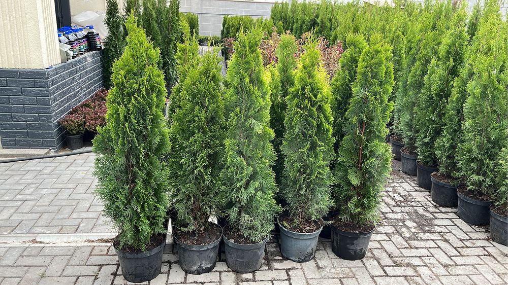 Туя смарагд на горшке