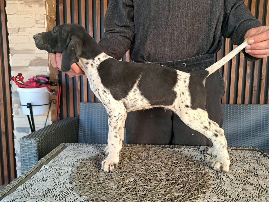 Macul brac german par scurt