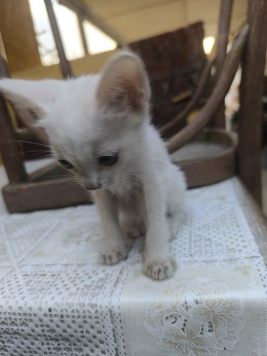 Котята 2.5 месяца