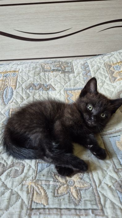 Отдам котят в добрые руки!