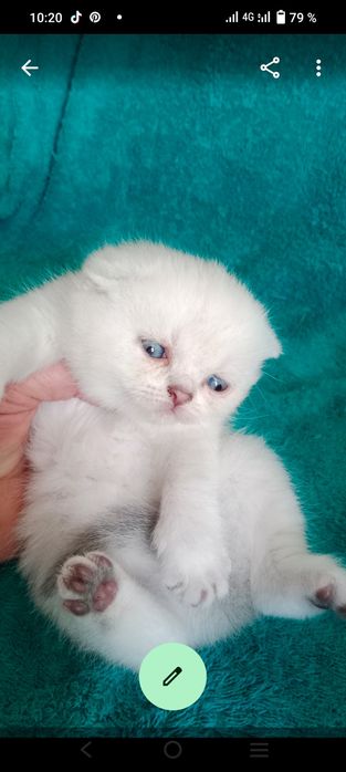 Шотландские котята