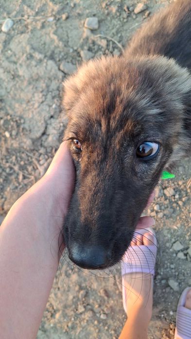 Безплатно женско куче