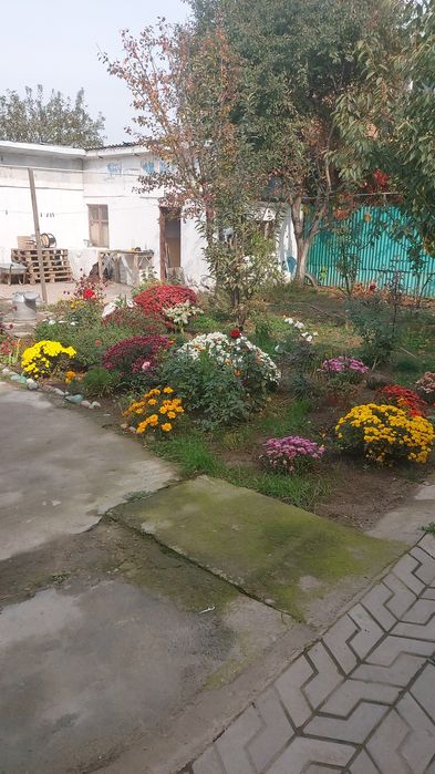 Хризантема отросток саламын.